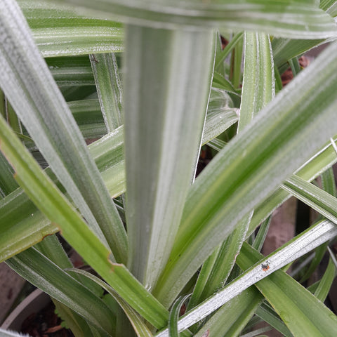 Astelia 'Silver Shadow'