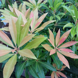 Pieris 'Forest Flame'