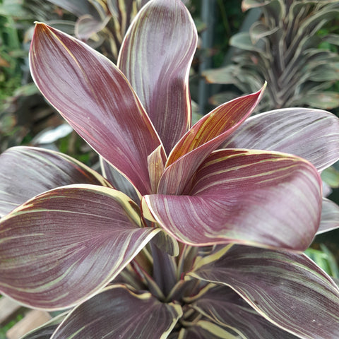 Cordyline fruticosa 'Chocolate Queen'
