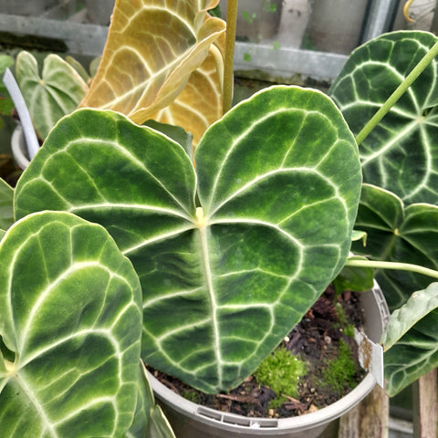 Anthurium clarinervium