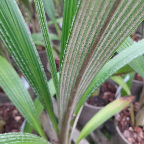 Curculigo crassifolia