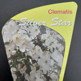 Clematis montana 'Silver Star'