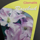 Clematis montana 'Rosebud'