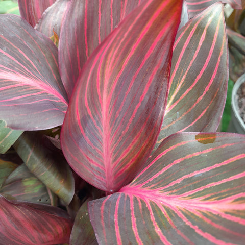 Canna tropicana