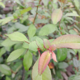 Chaenomeles × superba 'Crimson and Gold'
