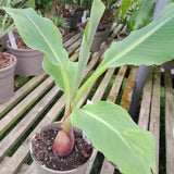 Musella lasiocarpa