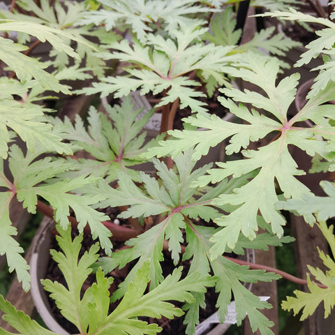 Geranium maderense