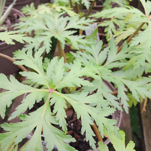 Geranium maderense 'Guernsey White'