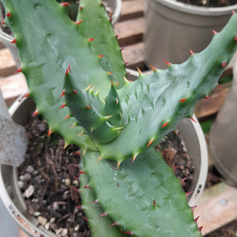 Aloe ferox