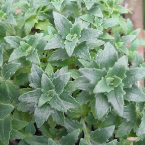 Zaluzianskya ovata 'Orange Eye'