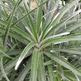 Fascicularia Bicolour