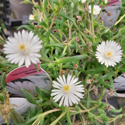 Delosperma 'Moonstone'