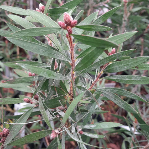 Callistemon 'Amarette'