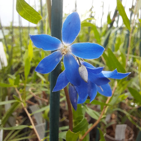 Sollya heterophylla 'Ultra Blue'