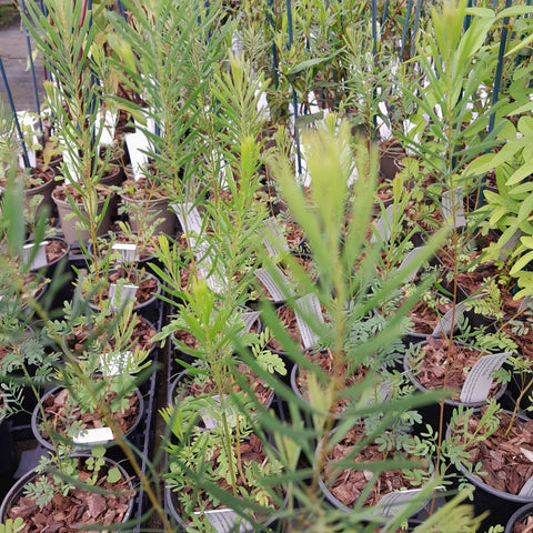 Acacia boormanii