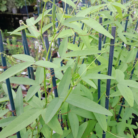 Passiflora manicata