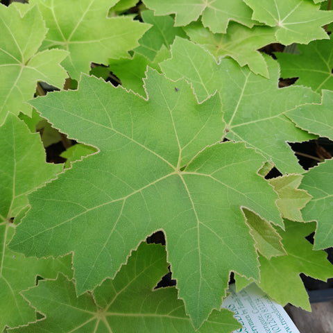 Tetrapanax papyrifer