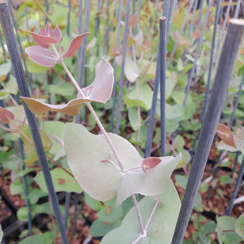 Eucalyptus risdonii
