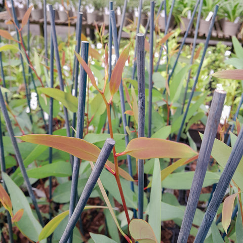Eucalyptus gregsoniana