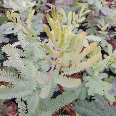 Acacia baileyana