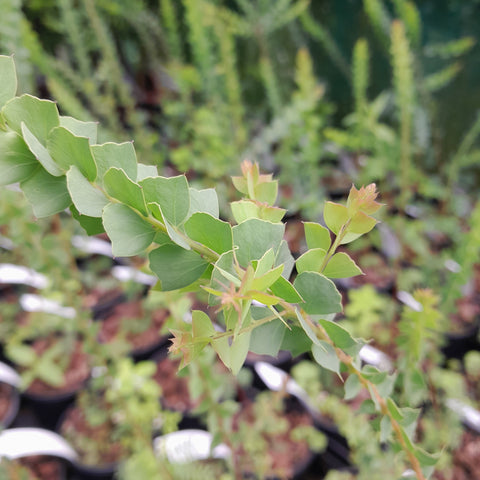 Acacia pravissima