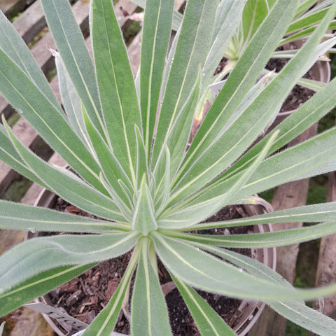 Echium wildpretii