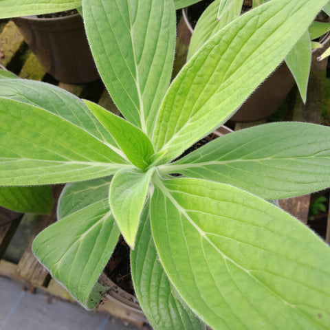 Echium candicans