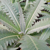 Sonchus acaulis