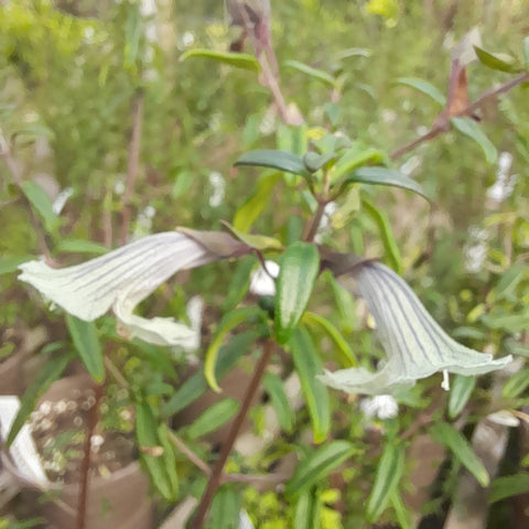 Prostanthera walteri