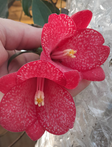 Lapageria rosea