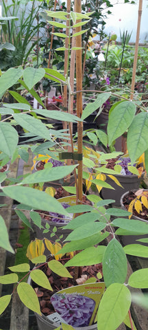 Wisteria 'Amethyst Falls'