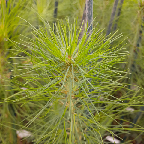Pinus patula