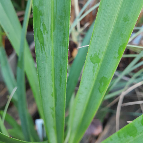 Dianella tasmanica