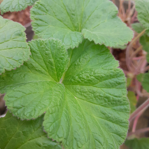 Pelargonium australe