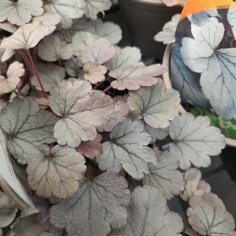 Heuchera 'Silver Gum Drop'