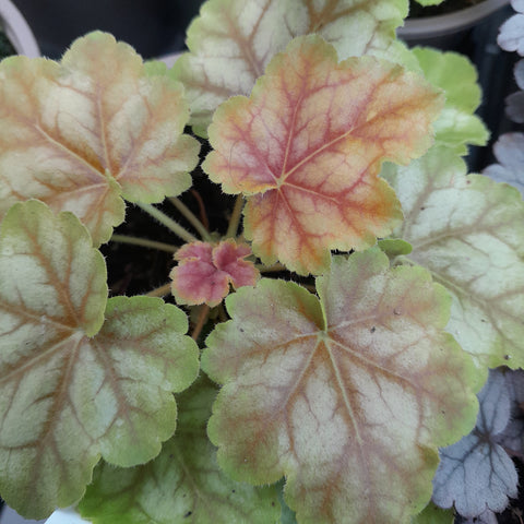 Heuchera 'Tokyo'