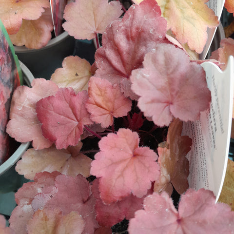 Heuchera 'Autumn Leaves' (P)