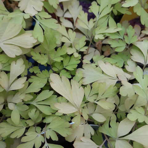 Corydalis 'Berry Exciting' (P)