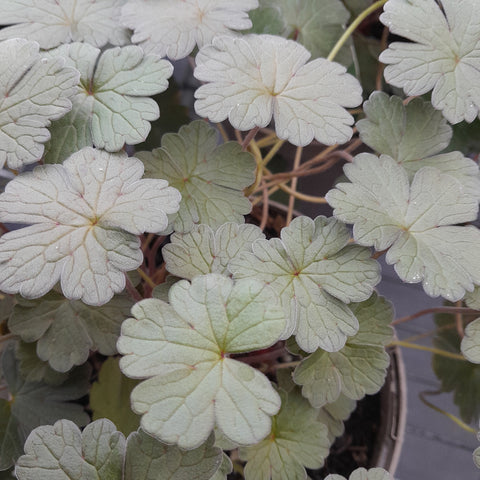 Geranium 'Dusky Rose'