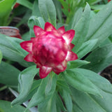 Bracteantha 'Red Flame'