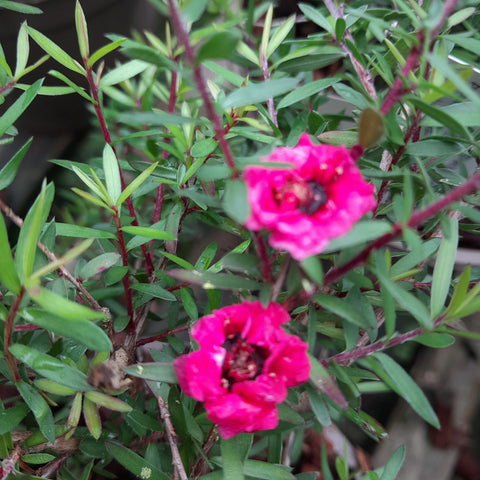 Leptospermum scoparium 'Red Damask'