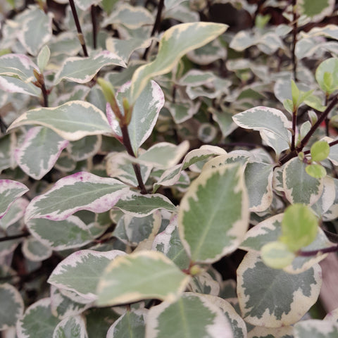 Pittosporum tenufolium 'Victoria'