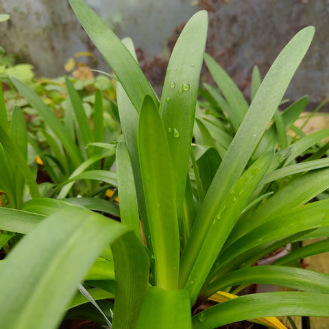 Agapanthus 'Poppin Purple'
