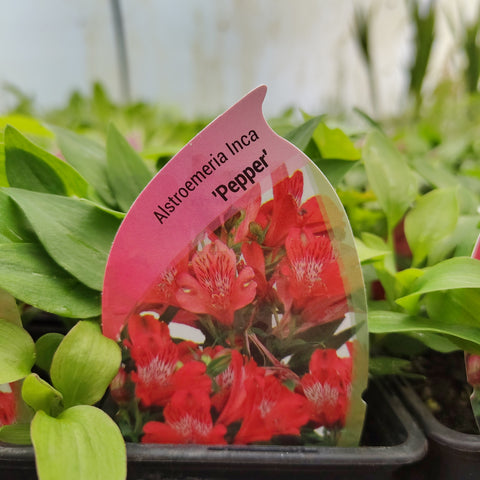 Alstroemeria inca 'Pepper'