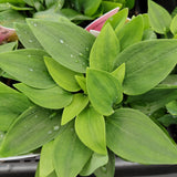 Alstroemeria inca 'Rio'