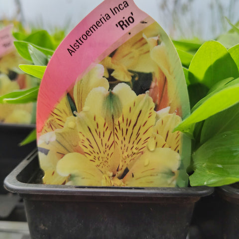 Alstroemeria inca 'Rio'