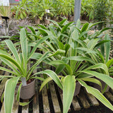 Beschorneria 'Desert Glow'