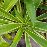 Beschorneria 'Desert Glow'
