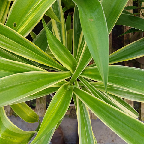 Beschorneria 'Desert Glow'