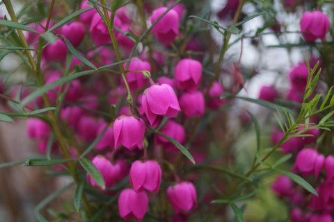 Boronia heterophylla